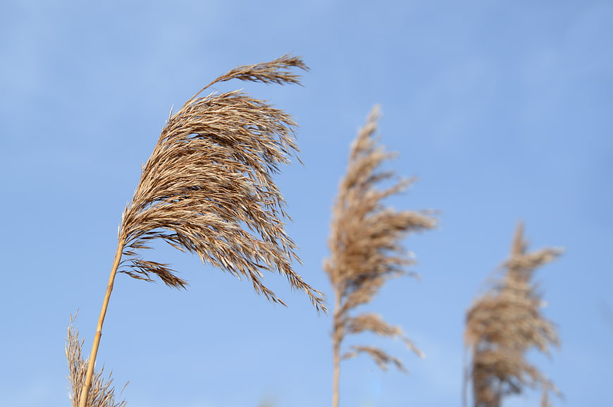 Dried reed grass swaying against clear blue sky