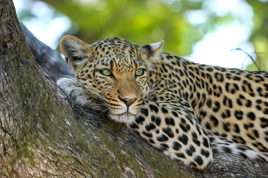 Leopard resting on tree branch in natural habitat