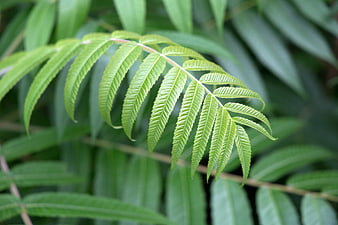 Close-up of vibrant green fern leaf with detailed texture