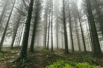 Misty Forest Path with Tall Pine Trees and Green Undergrowth