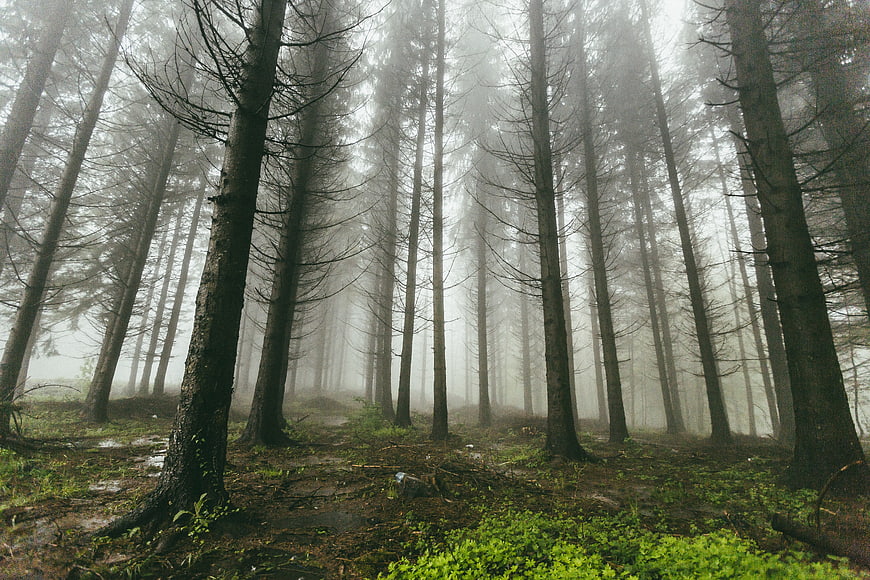 Misty Forest Path with Tall Pine Trees and Green Undergrowth
