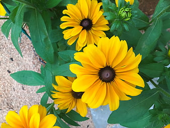 Close-up of vibrant yellow black-eyed susan flowers in garden