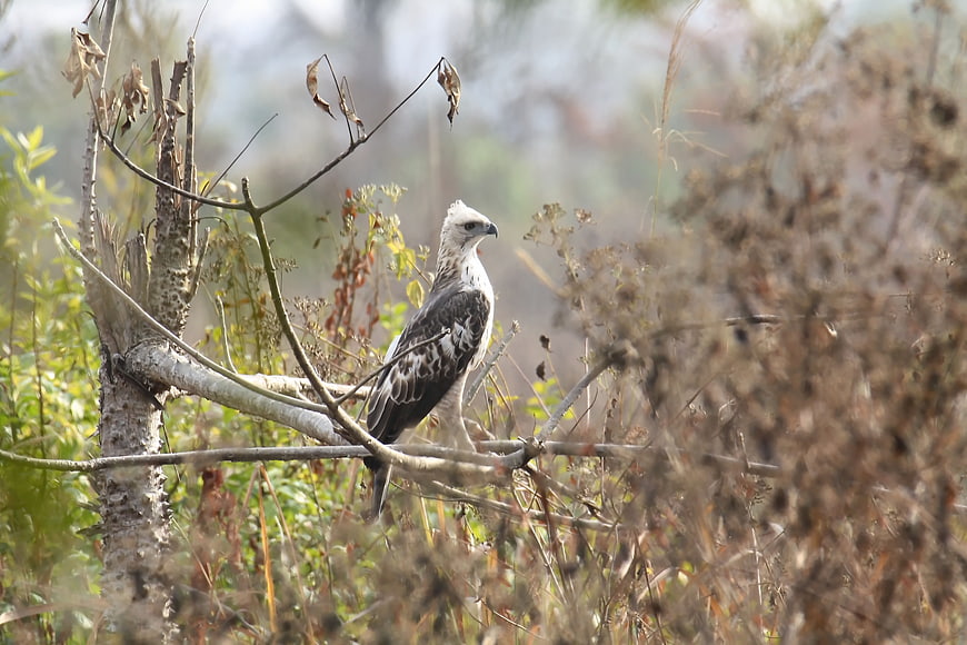 Changeable Hawk Eagle perched on a branch in natural habitat