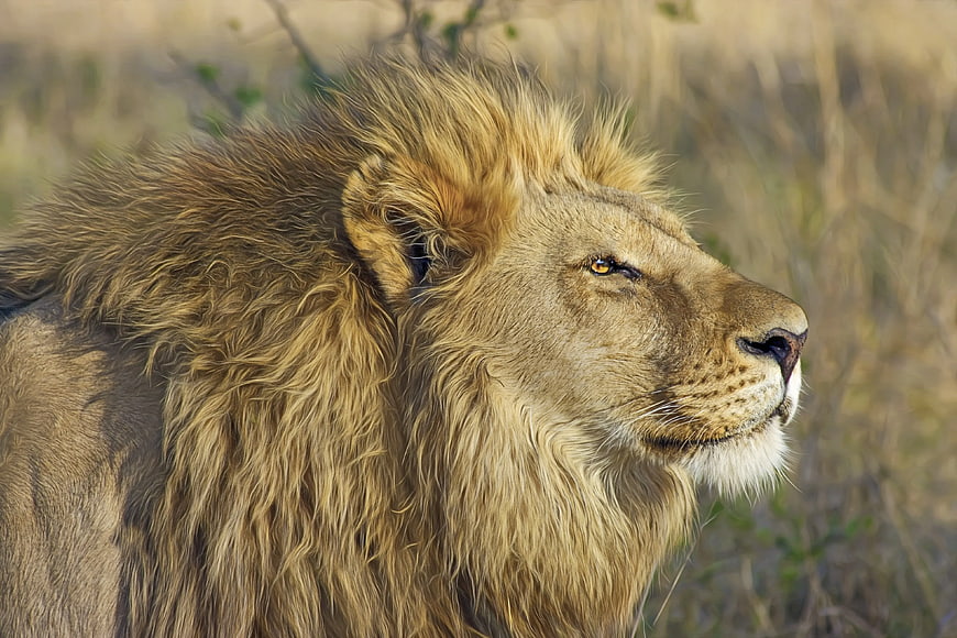Majestic Male Lion Profile in African Savanna