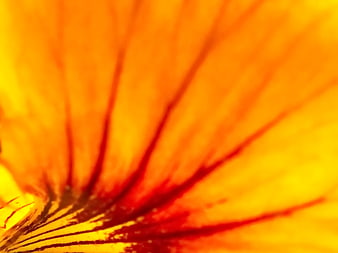 Abstract Macro Close-Up of Vibrant Orange Flower Petal Texture