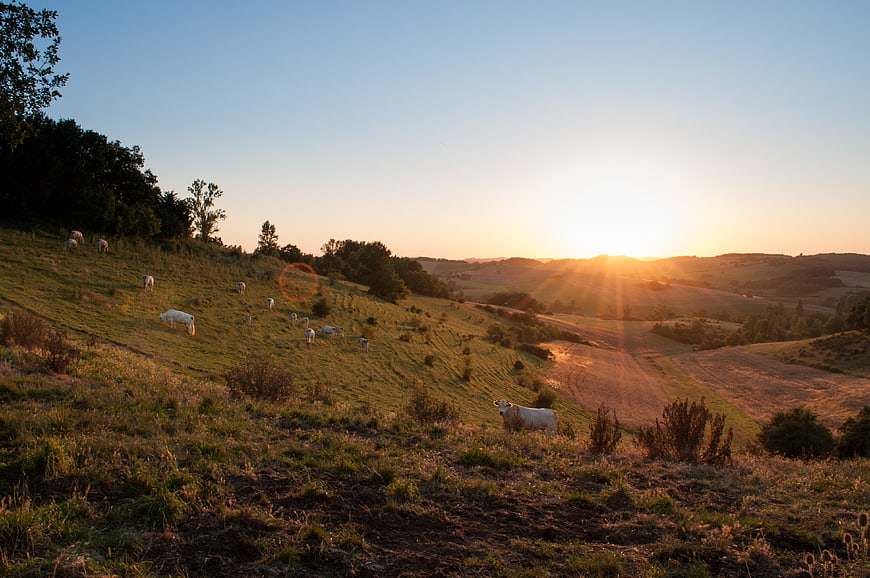 White Cattle Grazing on Rolling Hills at Sunset