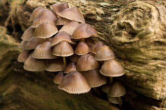 Cluster of small brown mushrooms growing on a decaying log