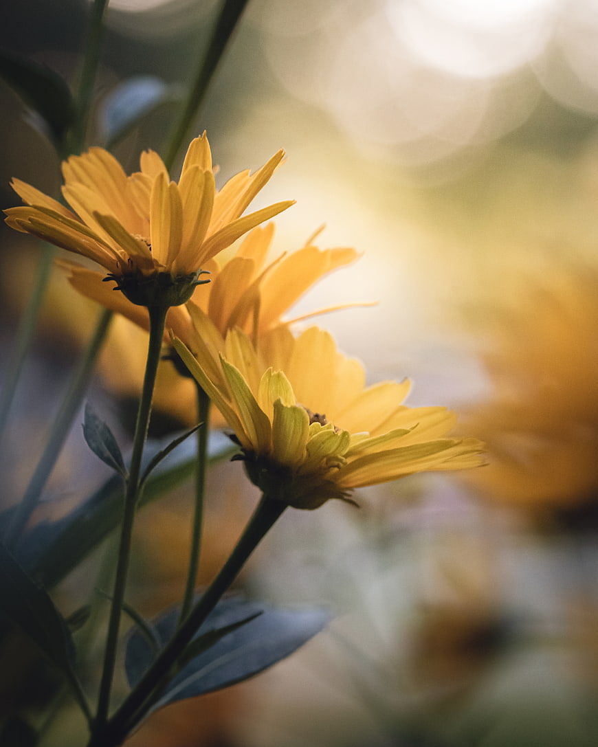 Close-up of yellow daisies with soft bokeh background