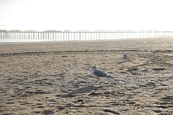 Seagull on sandy beach with pier in background