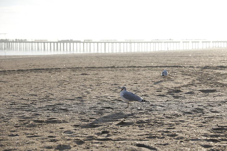 Seagull on sandy beach with pier in background