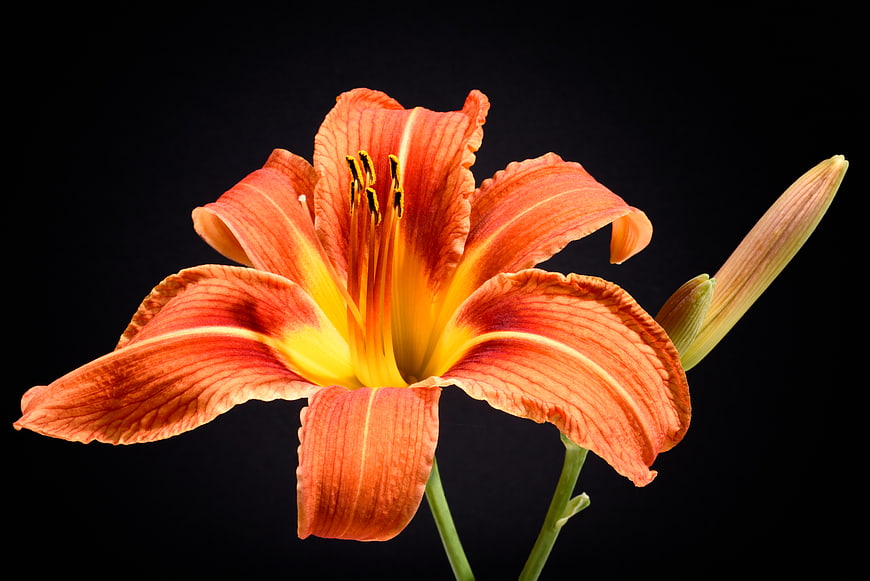 Vibrant Orange Daylily Flower Isolated on Black Background