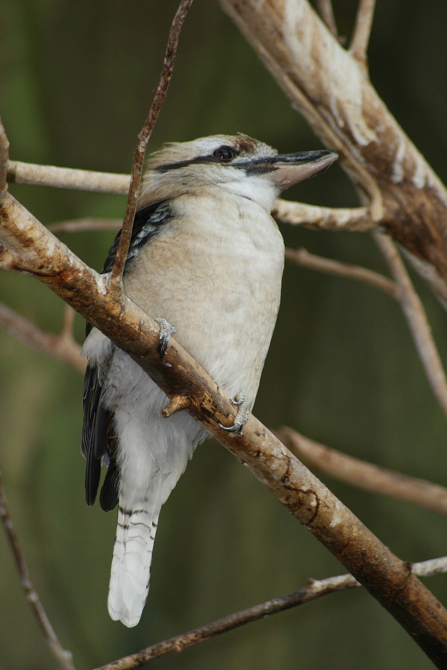 Laughing Kookaburra Perched on Tree Branch in Natural Habitat