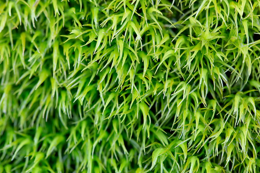 Close-up of vibrant green moss texture background