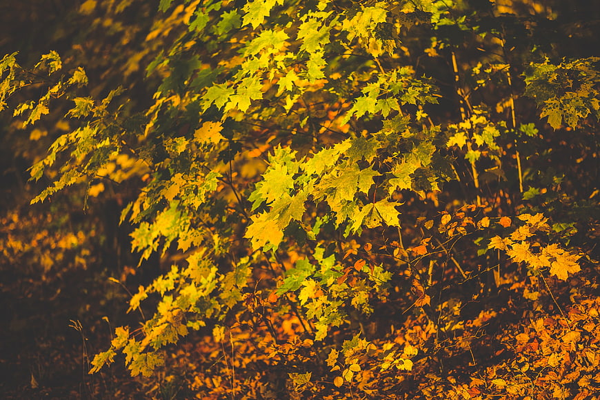 Golden Autumn Maple Leaves in Sunlight