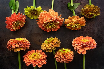 Flat lay of orange and yellow zinnia flowers on dark background