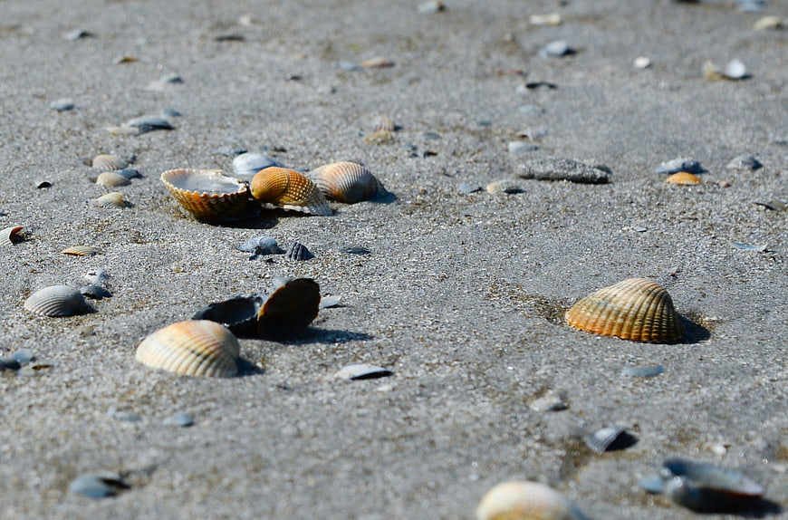 Scattered Seashells on Sandy Beach Shore