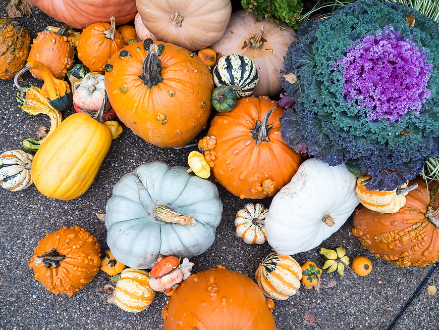Top View of Colorful Pumpkins and Purple Kale on Pavement
