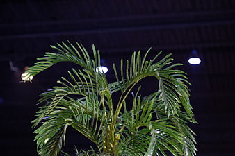 Green Palm Plant Against Dark Background with Bokeh Lights