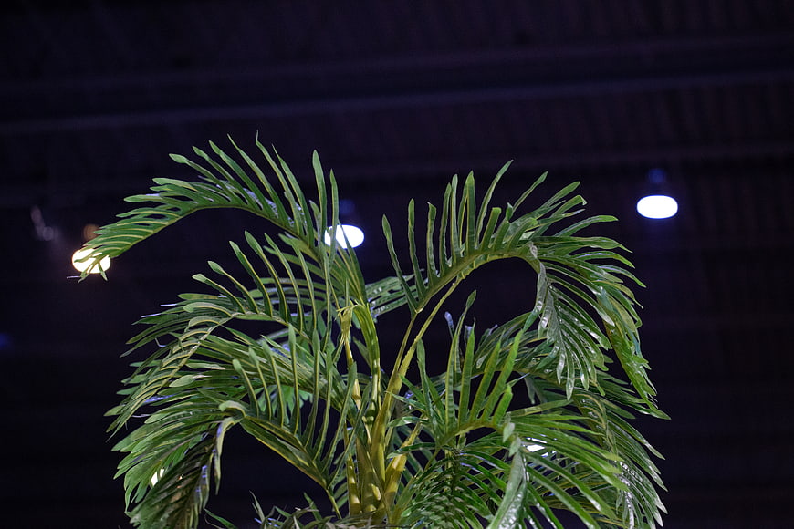 Green Palm Plant Against Dark Background with Bokeh Lights