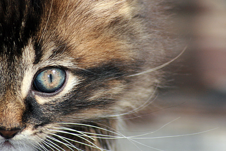 Close-up portrait of a fluffy kitten with striking blue eyes
