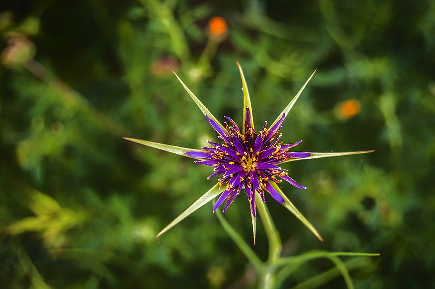 Close-up of a vibrant purple wildflower with spiky green bracts