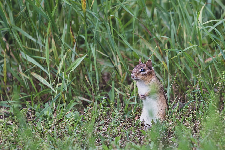 Cute chipmunk standing in tall green grass