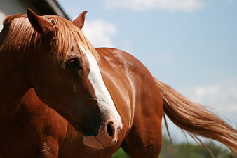 Close-up of Chestnut Horse with White Blaze in Sunlight