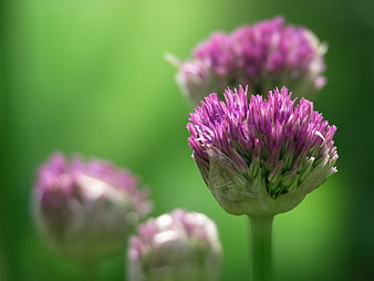 Close-up of purple chive blossom against green background