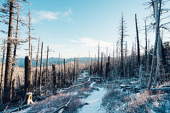Snowy trail through burnt forest with mountains