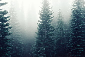 Misty coniferous forest with tall pine trees in fog