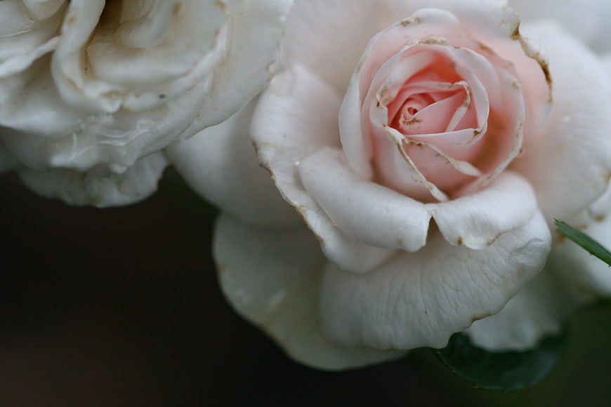 Close-up of white and pink roses with delicate petals