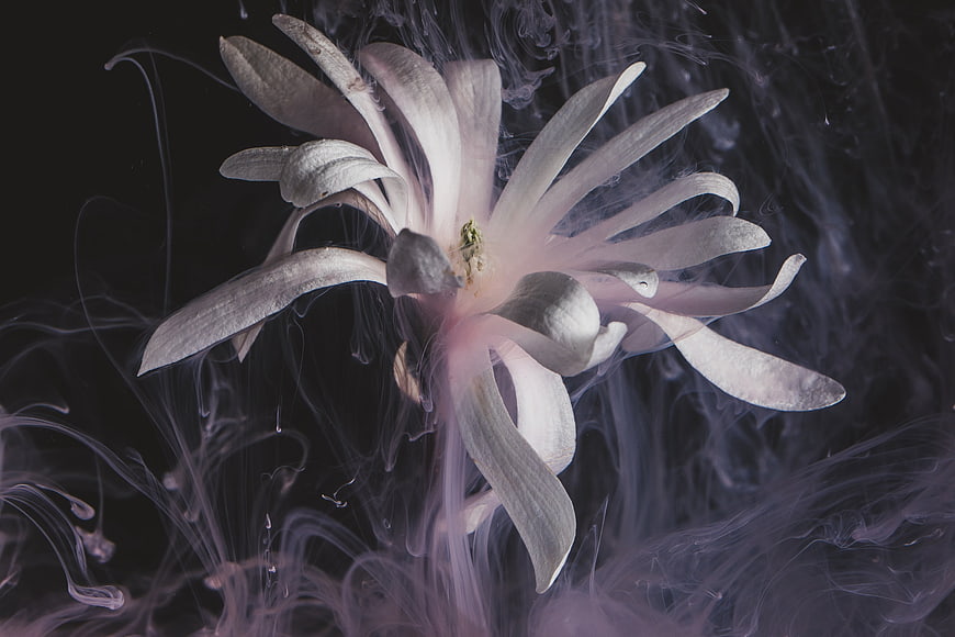 White Flower Enveloped in Purple Smoke on Dark Background