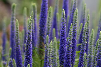 Vibrant Purple Veronicas Blooming in a Garden Field