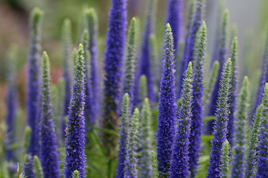 Vibrant Purple Veronicas Blooming in a Garden Field