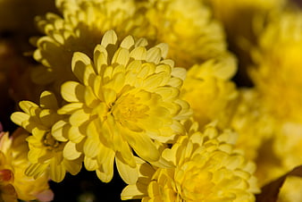 Close-up of vibrant yellow chrysanthemum flowers in sunlight