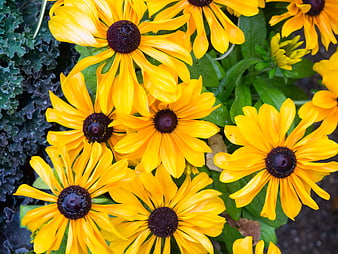 Vibrant yellow black-eyed susans in a lush garden