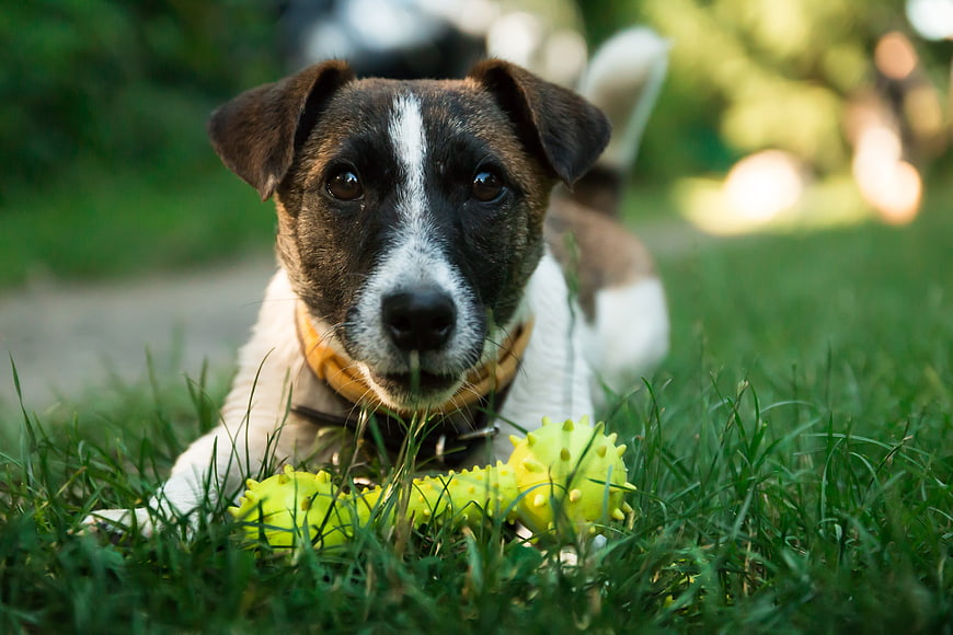 Cute Jack Russell Terrier Dog Playing with Yellow Toy on Grass