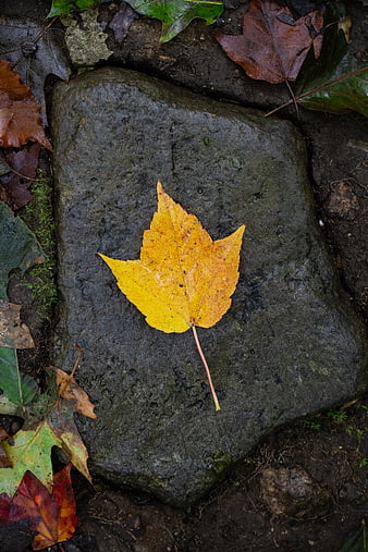 Yellow maple leaf on wet stone in autumn forest