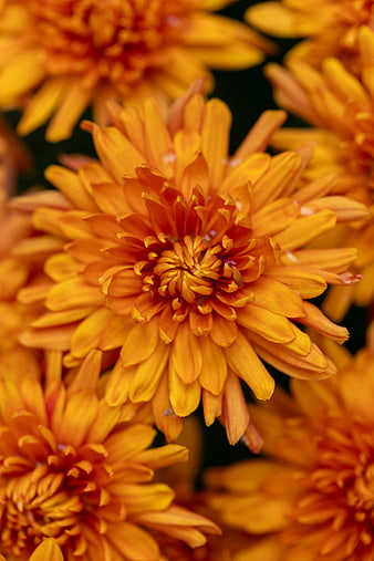 Close-up of vibrant orange chrysanthemum flowers
