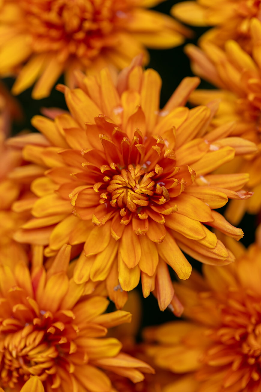 Close-up of vibrant orange chrysanthemum flowers
