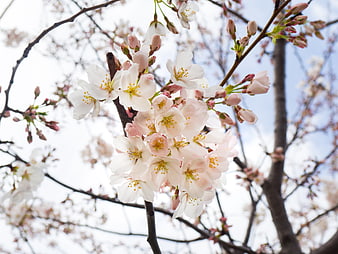 Close-up of white and pink cherry blossoms on branches
