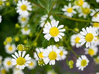 Close-up of white and yellow chamomile flowers in a garden