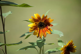 Close-up of a vibrant yellow and red sunflower in a garden