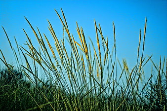 Tall wild grass silhouettes against a vibrant blue sky