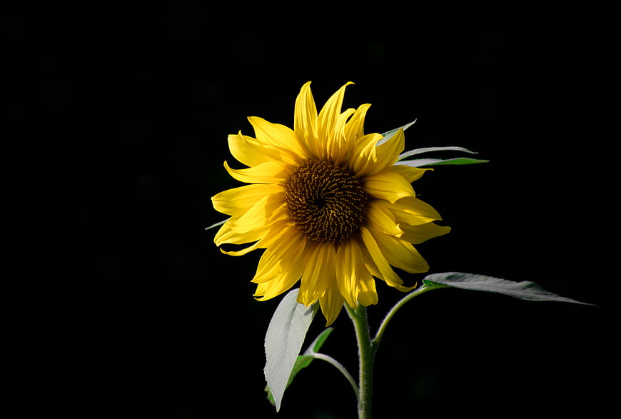 Vibrant Yellow Sunflower Isolated on Black Background