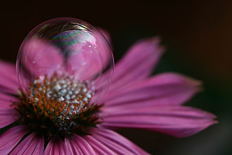 Macro photography of a soap bubble on a pink flower