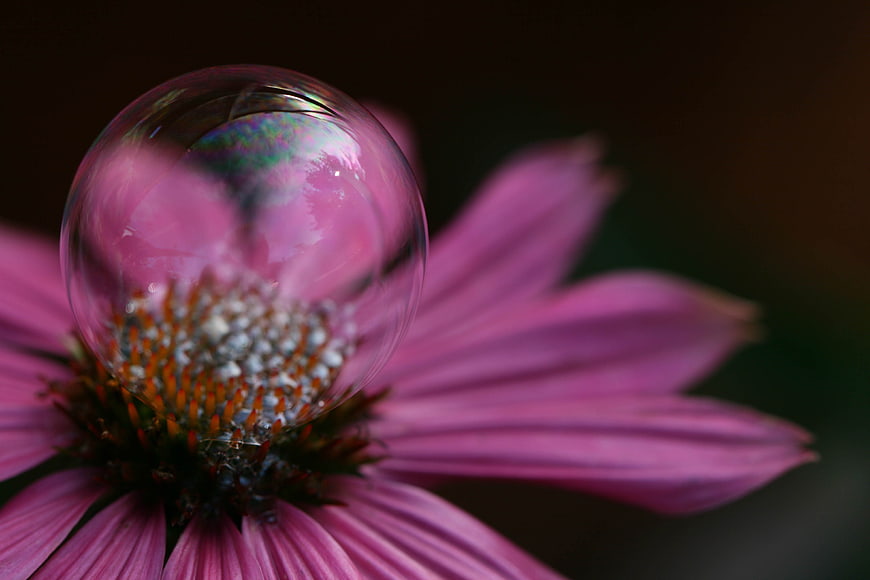Macro photography of a soap bubble on a pink flower