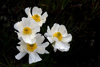 White Anemone Flowers with Dew Drops on Dark Background