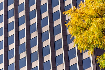 Modern Office Building Facade with Autumn Tree