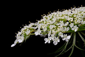 Close-up of white Queen Anne's Lace flower on black background